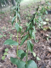 Epipactis helleborine