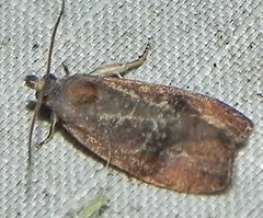 Evora hemidesma