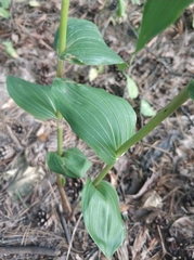Epipactis helleborine