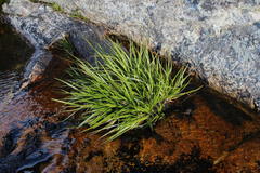 Isolepis digitata