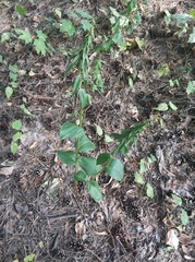 Epipactis helleborine