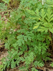 Dicentra canadensis
