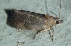 Evora hemidesma