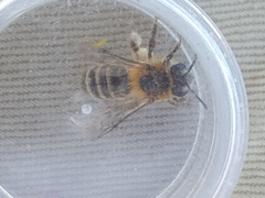 Andrena fuscipes