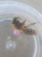 Andrena fuscipes