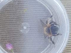 Andrena fuscipes
