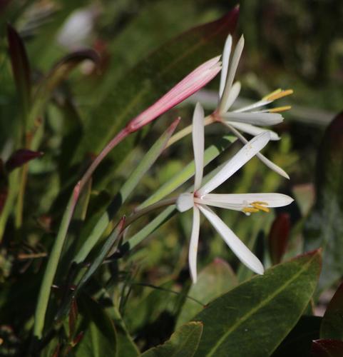 Geissorhiza exscapa