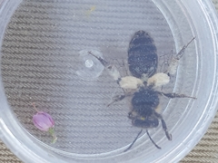 Andrena fuscipes