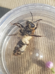 Andrena fuscipes