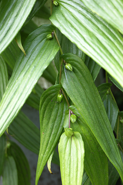 Tricyrtis macrantha