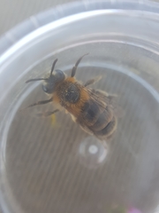 Andrena fuscipes