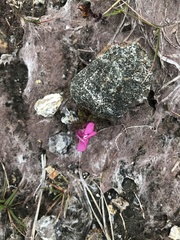 Pedicularis sylvatica