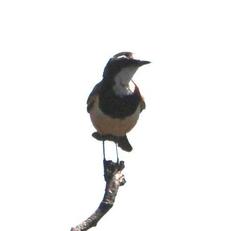 Oenanthe pileata pileata