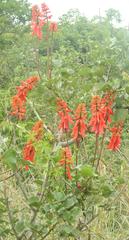 Erythrina humeana