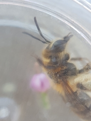 Andrena fuscipes