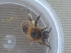 Andrena fuscipes
