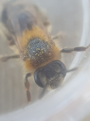 Andrena fuscipes