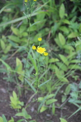 Inula linariifolia
