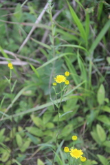 Inula linariifolia
