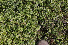 Pelargonium grossularioides