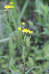 Inula linariifolia