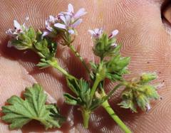 Pelargonium grossularioides