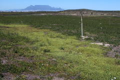 Pelargonium grossularioides