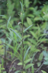 Inula linariifolia
