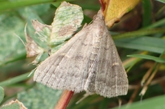 Tetanolita floridana