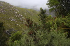 Pterocelastrus rostratus