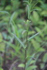 Inula linariifolia