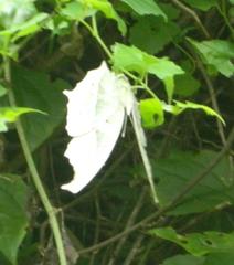 Protogoniomorpha parhassus
