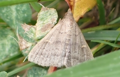 Tetanolita floridana
