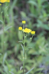 Inula linariifolia
