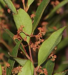 Pterocelastrus rostratus