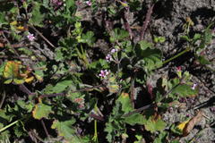 Pelargonium althaeoides