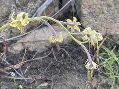 Manfreda singuliflora