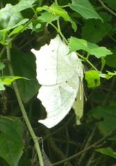 Protogoniomorpha parhassus