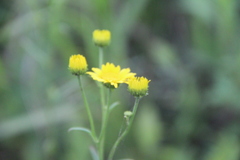 Inula linariifolia