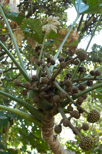 Trevesia palmata