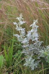 Artemisia freyniana
