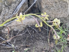 Manfreda singuliflora
