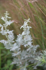 Artemisia freyniana