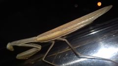 Mantis religiosa