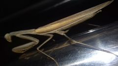 Mantis religiosa