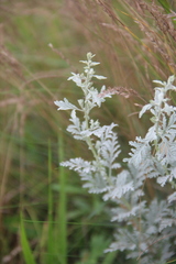 Artemisia freyniana