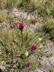 Castilleja lemmonii