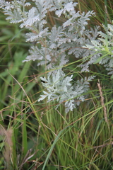 Artemisia freyniana