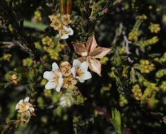 Diosma aspalathoides