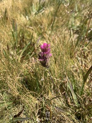 Castilleja lemmonii